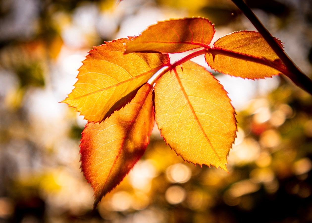 Сухо та тепло: прогноз погоди на початок тижня