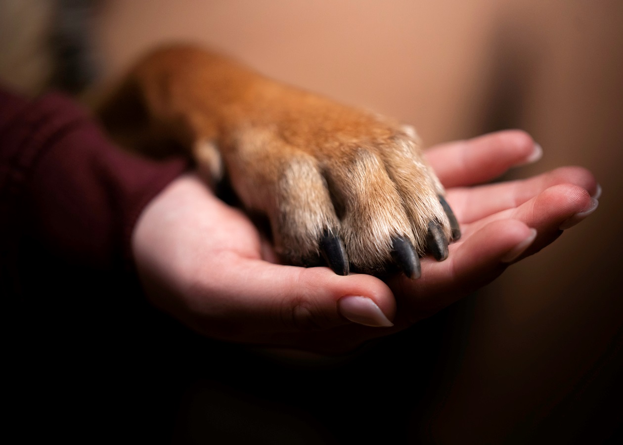 Джакарта заборонить продаж і споживання м’яса собак та котів