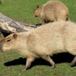 У Шотландії з ферми зникли дві капібари: власники підозрюють викрадення