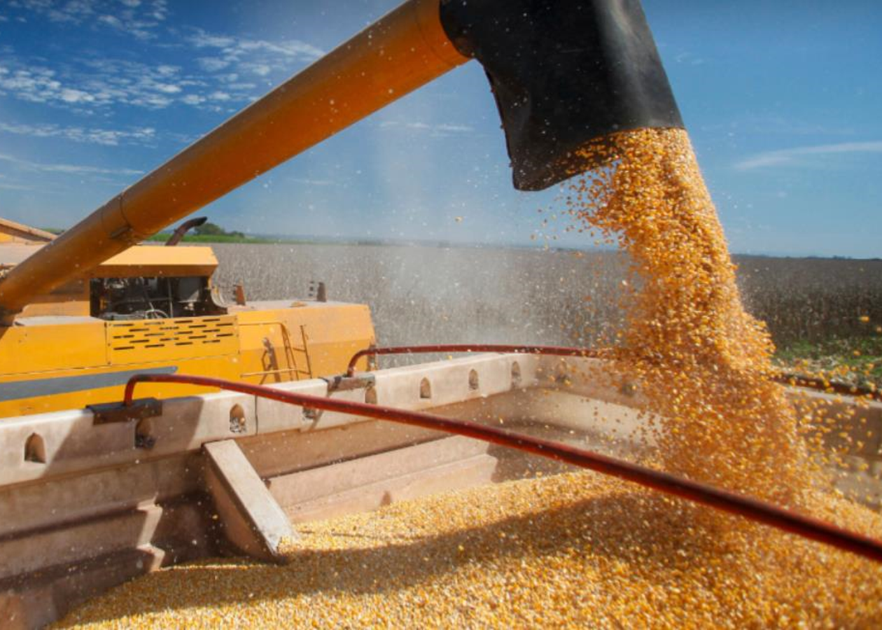 БЕБ запобігло незаконному експорту кукурудзи до Малайзії на 202 млн